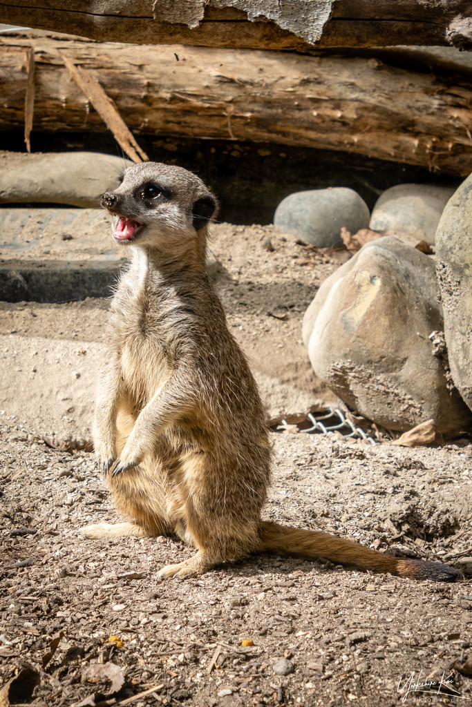 Who Can Resist a Meerkat? by yorkshirekiwi