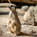 Who Can Resist a Meerkat? by yorkshirekiwi