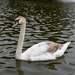 Swan by plainjaneandnononsense