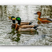 Gossiping Ducks by carolmw