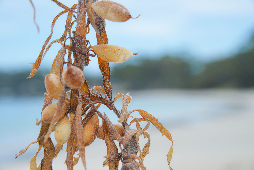 Beach find by jeneurell