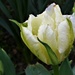 Tulip by carole_sandford
