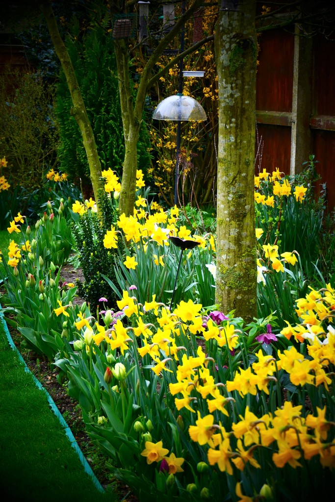 Spring Garden by carole_sandford