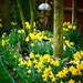 Spring Garden by carole_sandford