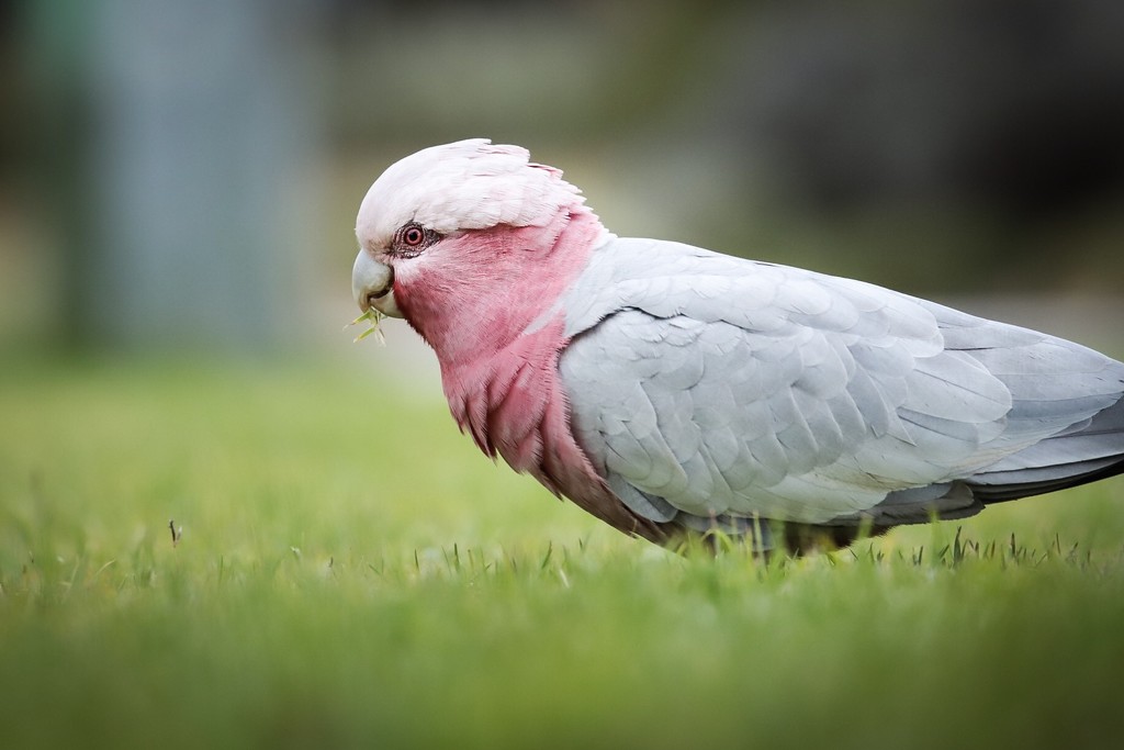 The galahs are mowing our neighbour’s lawn by jodies