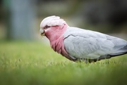 13th Apr 2018 - The galahs are mowing our neighbour’s lawn