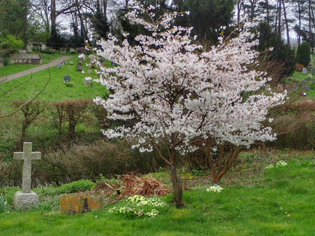 Tree in full blossom by mattjcuk