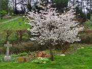 13th Apr 2018 - Tree in full blossom