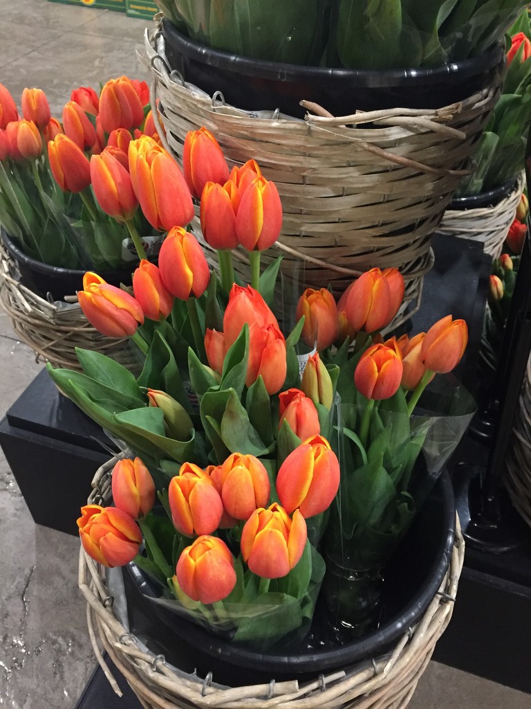 Bunches of tulips by kchuk