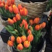 Bunches of tulips by kchuk