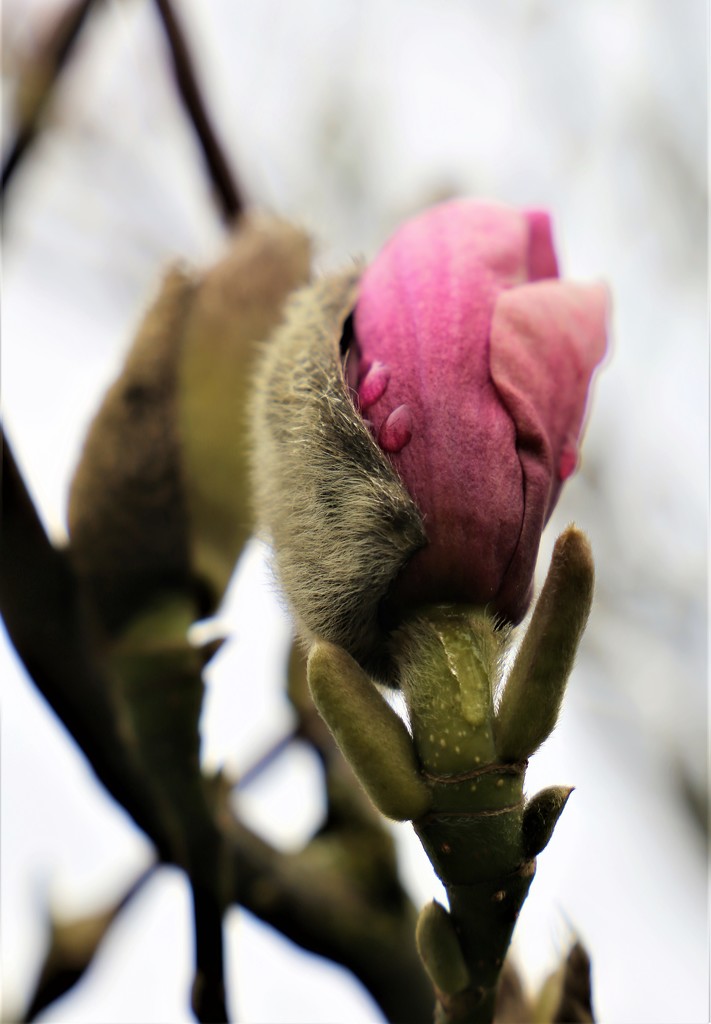 Magnolia by phil_sandford