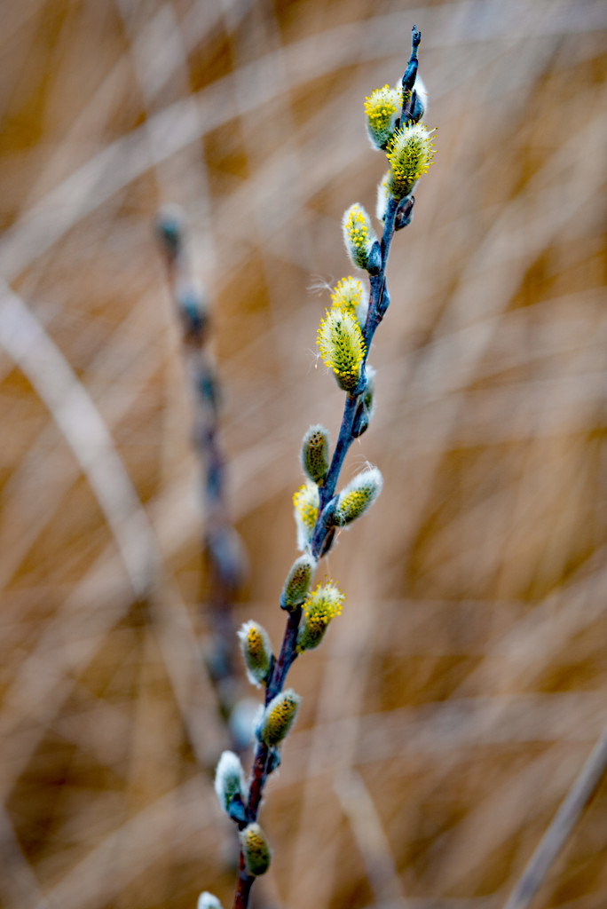 Pussy Willow Portrait by rminer