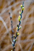 13th Apr 2018 - Pussy Willow Portrait