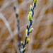 Pussy Willow Portrait by rminer