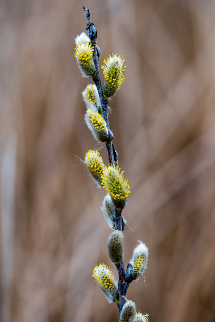 Pussy Willow by rminer