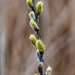 Pussy Willow by rminer