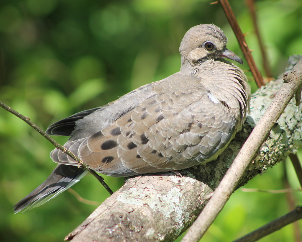 Baby Mourning Dove by cjwhite