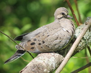 13th Apr 2018 - Baby Mourning Dove
