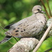 Baby Mourning Dove by cjwhite