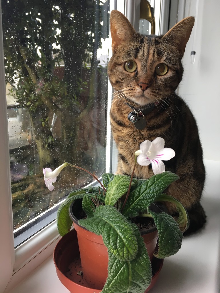 Molly and the streptocarpus by 365projectmaxine
