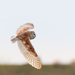 Barn Owl by padlock