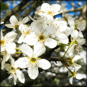 12th Apr 2018 - Bradford Pear Blossoms