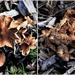 Mushrooms/Toadstools ~ by happysnaps