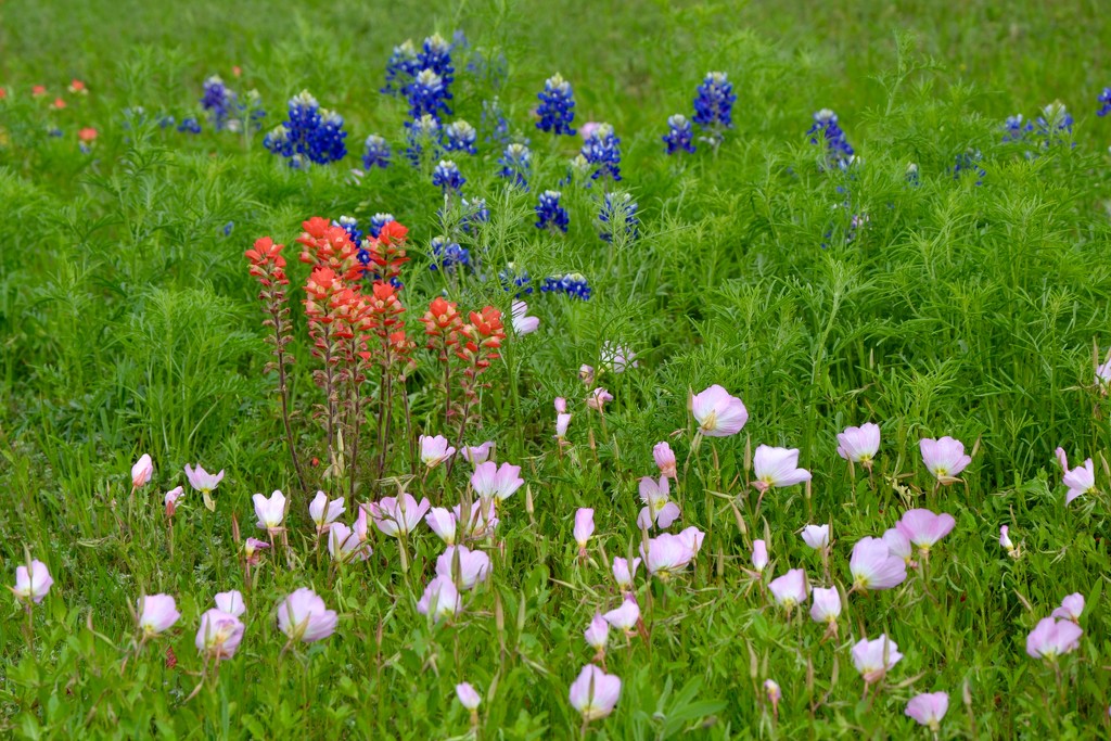 The Texas wildflower trifecta! by louannwarren