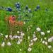 The Texas wildflower trifecta! by louannwarren