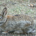 A rabbit came to to visit our bird feeders where he finds some spilled seeds by bruni
