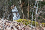 12th Apr 2018 - Grey Squirrel