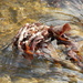 Leaves Caught in the Stream by julie