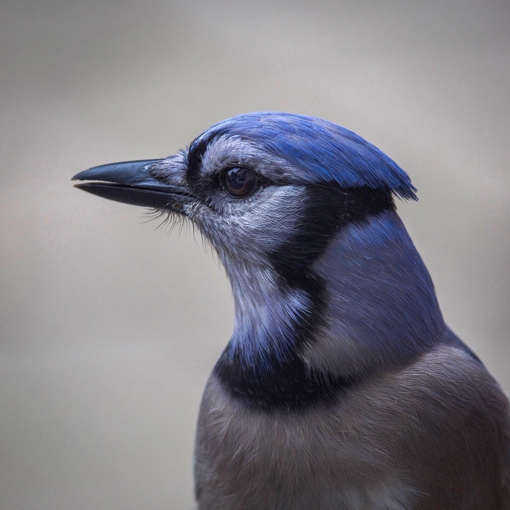 Portrait of a Jay by berelaxed