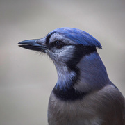 13th Apr 2018 - Portrait of a Jay