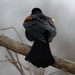 Red-winged Blackbird by annepann