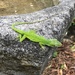 Gecko  by kdrinkie