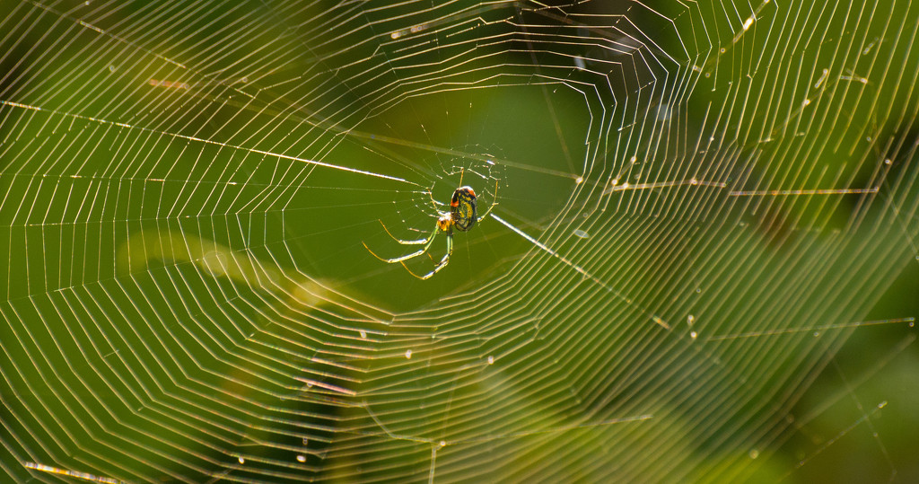 Just Hanging Out in the Web! by rickster549