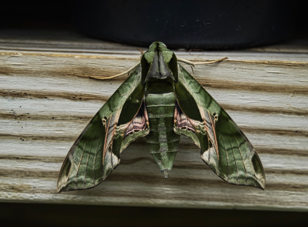 Army green moth? by eudora