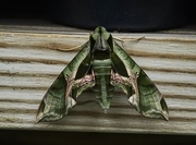 12th Apr 2018 - Army green moth?