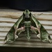 Army green moth? by eudora