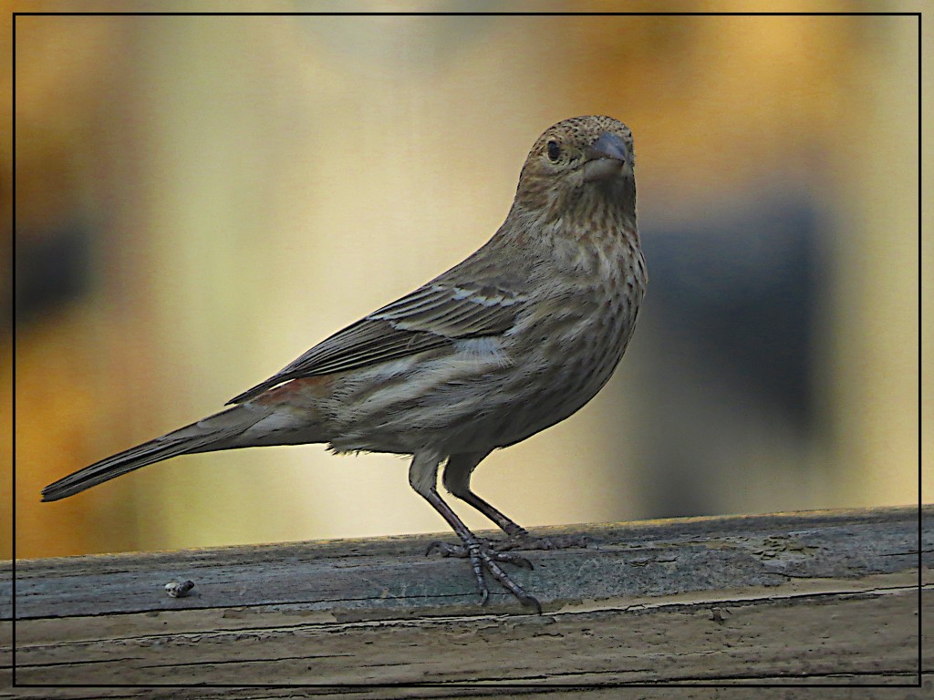 Female Purple Finch by olivetreeann