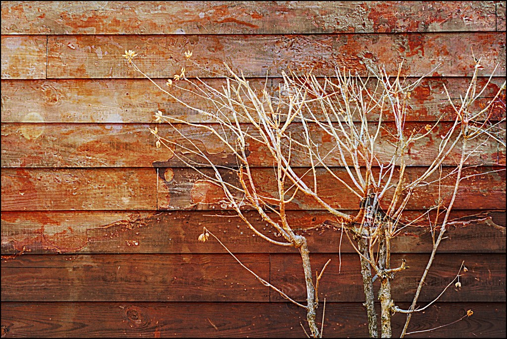 Tree and Texture by olivetreeann