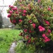 Rain on the rhodies by pandorasecho