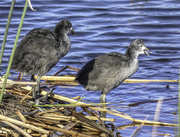14th Apr 2018 - The Coots are Teenies now ..