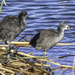 The Coots are Teenies now .. by ludwigsdiana