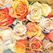 Roses to brighten your weekend. by ludwigsdiana
