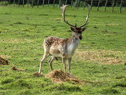 14th Apr 2018 - A young Fallow Deer