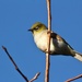 tweetie bird by wenbow