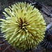  Porcupine Banksia by judithdeacon