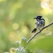 New Holland Honeyeater on one leg by jodies
